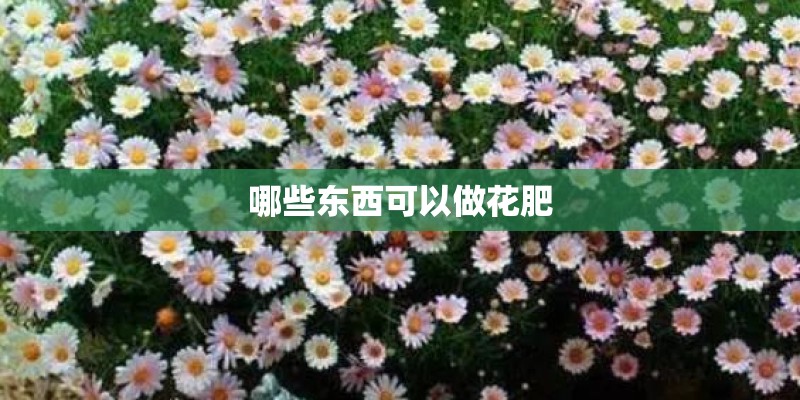 哪些东西可以做花肥