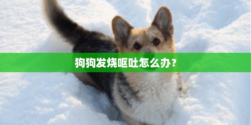 小班植物角种植豆类
