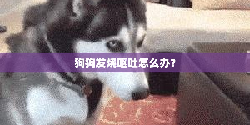 狗狗发烧呕吐怎么办？