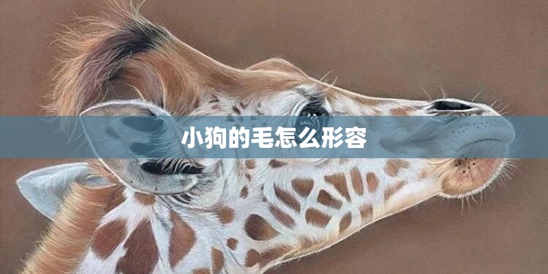 小狗的毛怎么形容