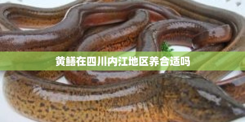 黄鳝在四川内江地区养合适吗