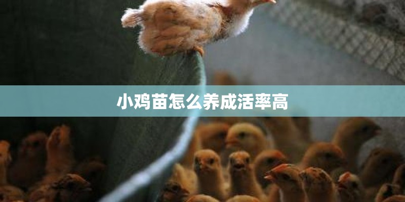 小鸡苗怎么养成活率高