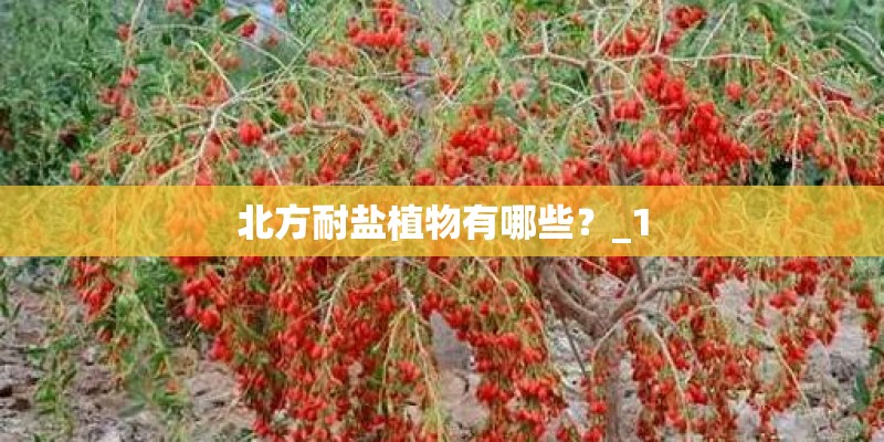 北方耐盐植物有哪些？_1