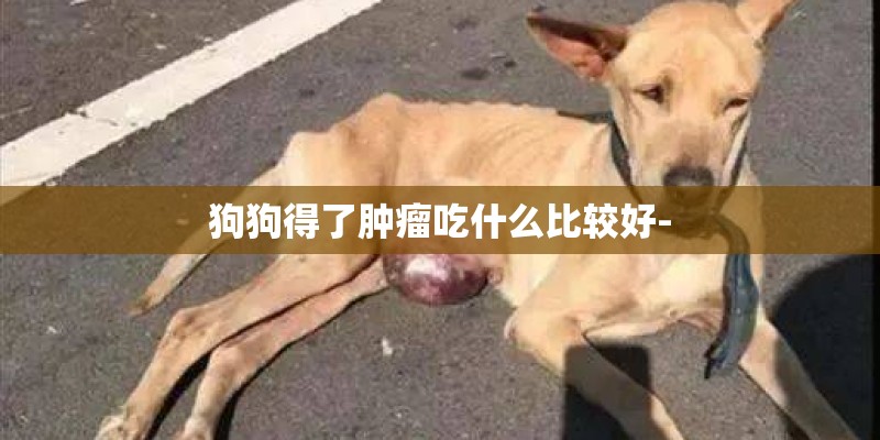 狗狗得了肿瘤吃什么比较好-
