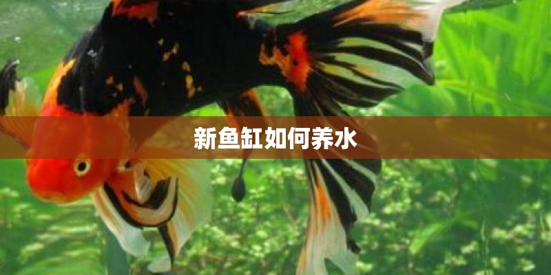 新鱼缸如何养水