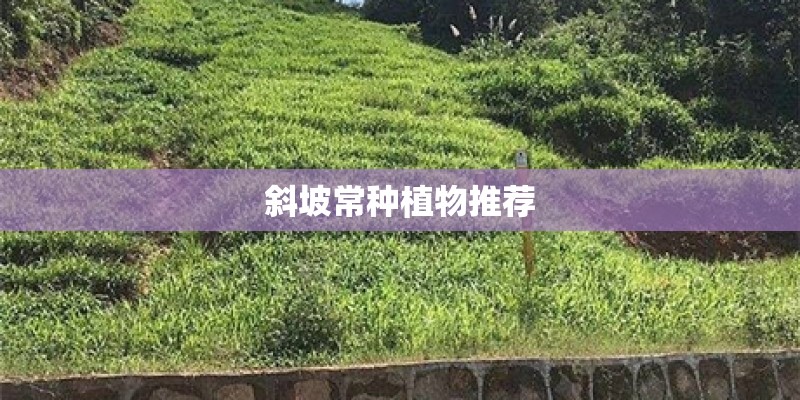 斜坡常种植物推荐