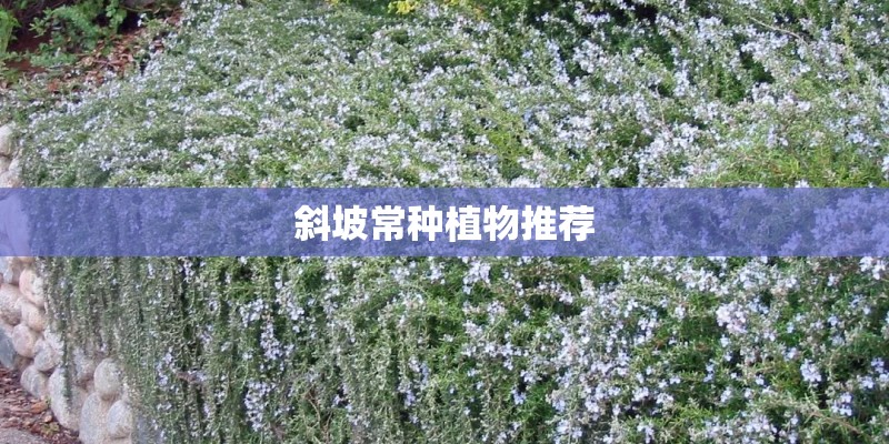 斜坡常种植物推荐