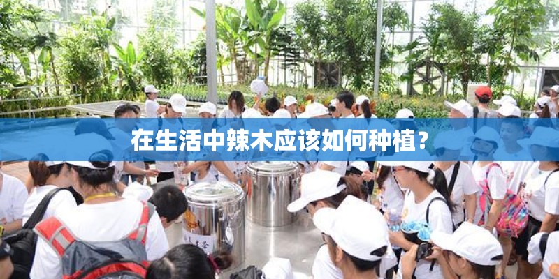 在生活中辣木应该如何种植？