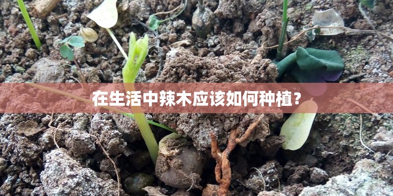 在生活中辣木应该如何种植？