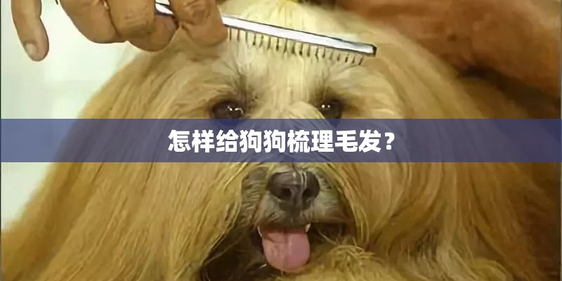 怎样给狗狗梳理毛发？