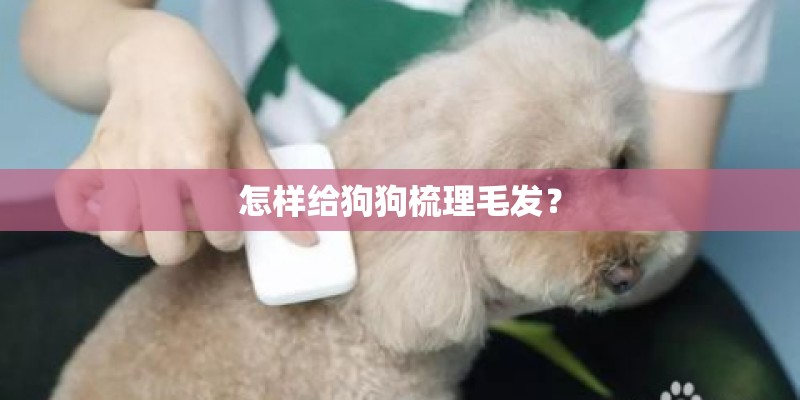 怎样给狗狗梳理毛发？