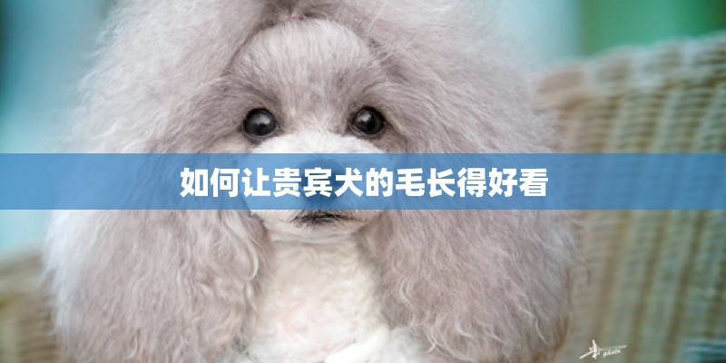 如何让贵宾犬的毛长得好看