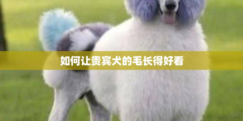 如何让贵宾犬的毛长得好看