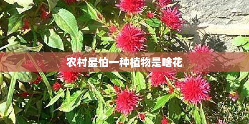 农村最怕一种植物是啥花