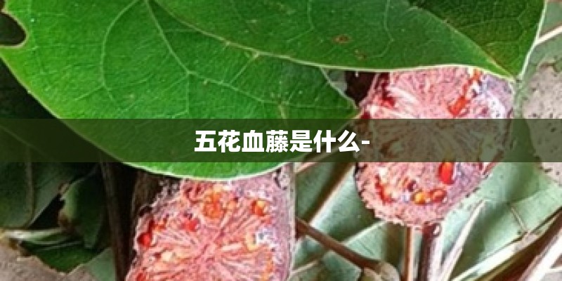 五花血藤是什么-