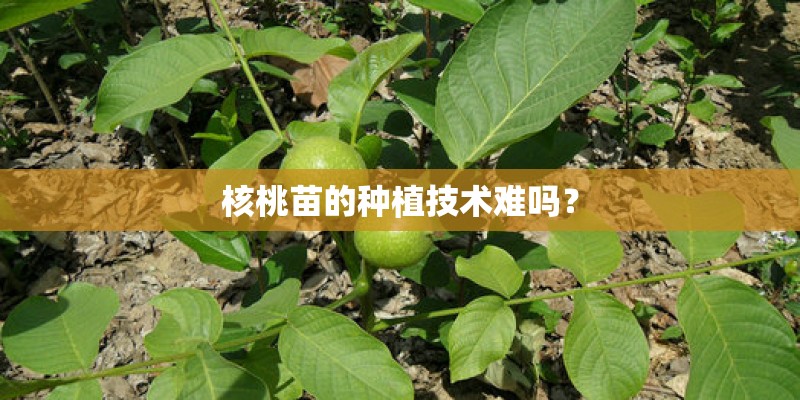 核桃苗的种植技术难吗？