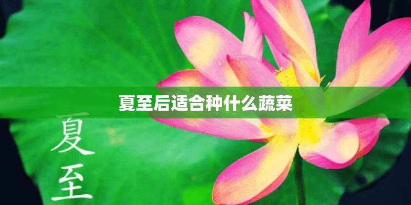 夏至后适合种什么蔬菜