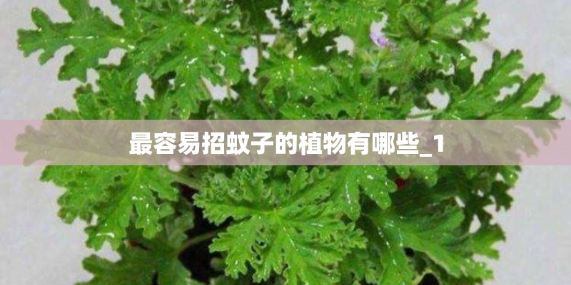 最容易招蚊子的植物有哪些_1