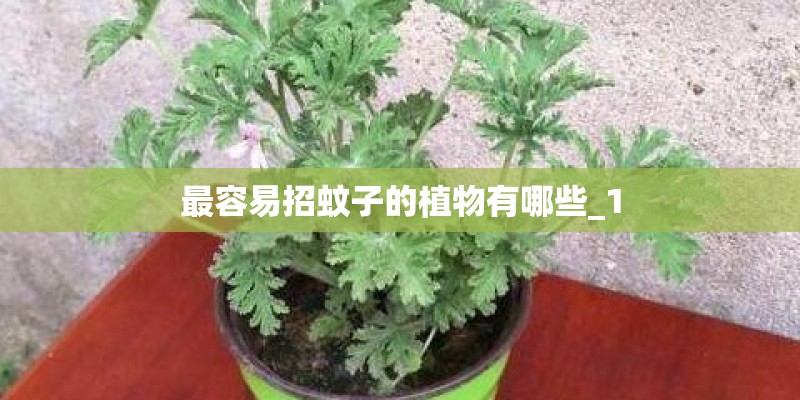 最容易招蚊子的植物有哪些_1