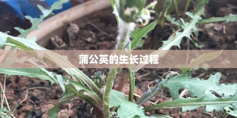 蒲公英的生长过程