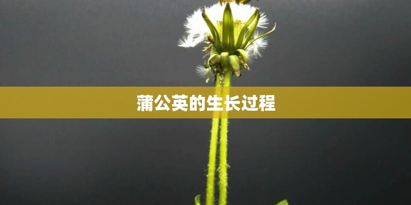 蒲公英的生长过程
