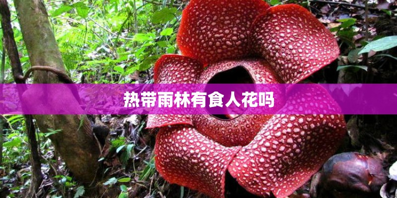 热带雨林有食人花吗