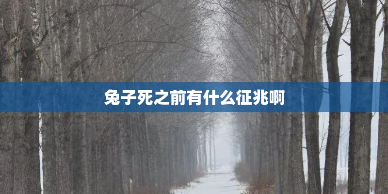 兔子死之前有什么征兆啊