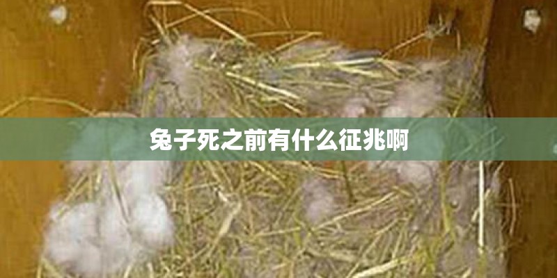 兔子死之前有什么征兆啊