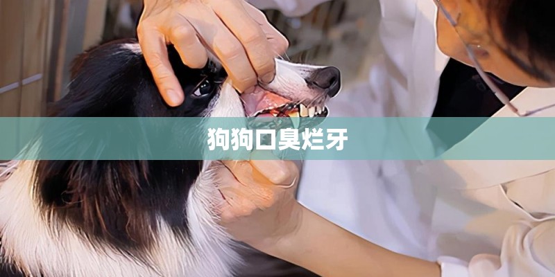 狗狗口臭烂牙