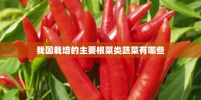我国栽培的主要根菜类蔬菜有哪些