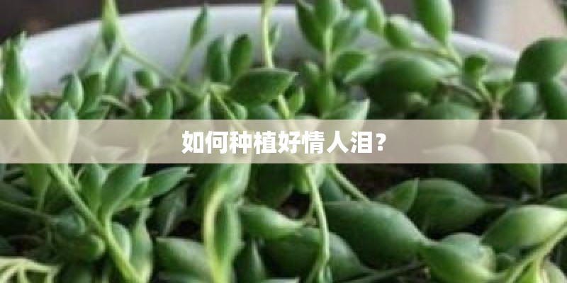 如何种植好情人泪？