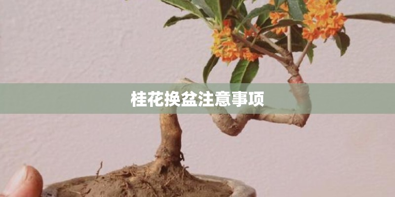 桂花换盆注意事项