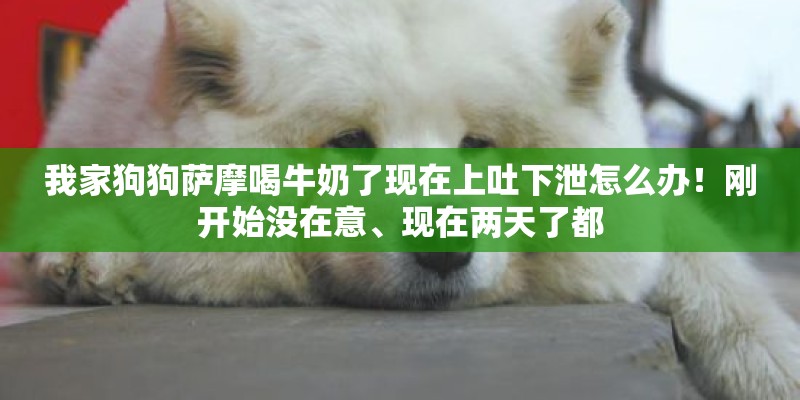 我家狗狗萨摩喝牛奶了现在上吐下泄怎么办！刚开始没在意、现在两天了都