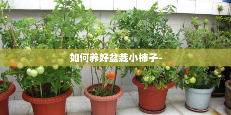 如何养好盆栽小柿子-