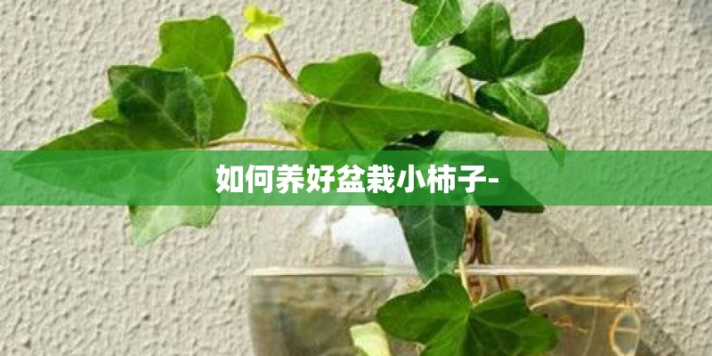 如何养好盆栽小柿子-