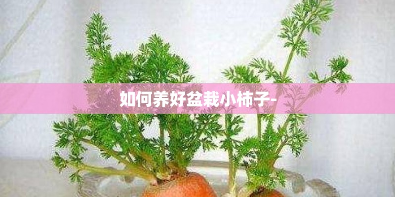 如何养好盆栽小柿子-