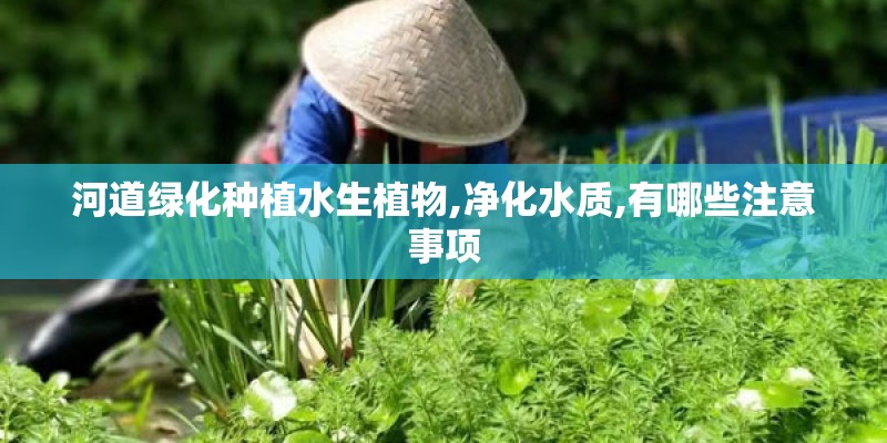 河道绿化种植水生植物,净化水质,有哪些注意事项