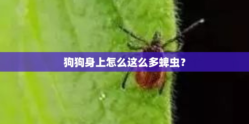 狗狗身上怎么这么多蜱虫？