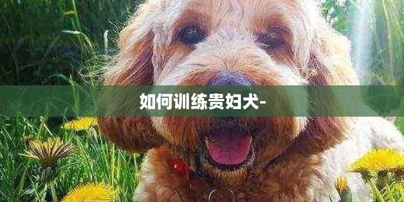 如何训练贵妇犬-