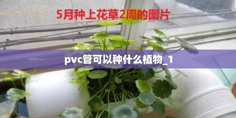 pvc管可以种什么植物_1