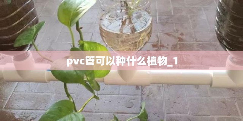 pvc管可以种什么植物_1