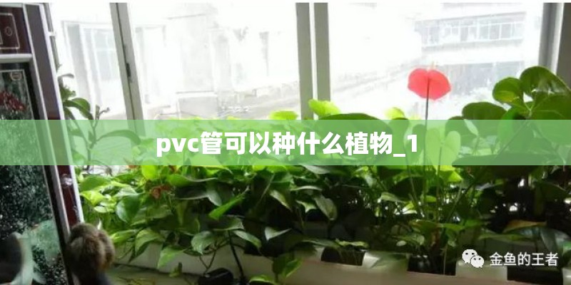 pvc管可以种什么植物_1