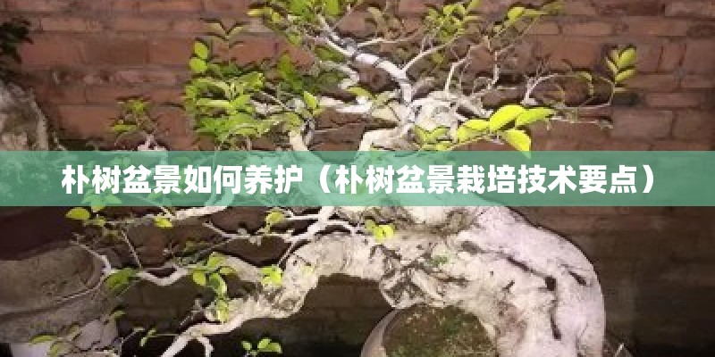 朴树盆景如何养护（朴树盆景栽培技术要点）
