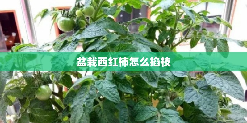 盆栽西红柿怎么掐枝