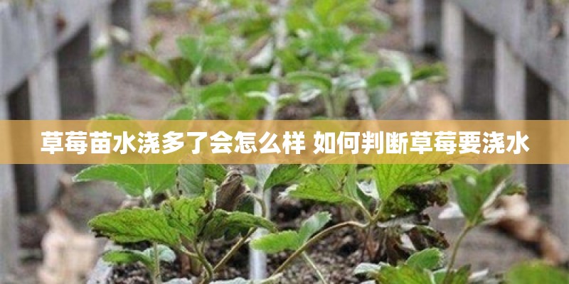 草莓苗水浇多了会怎么样 如何判断草莓要浇水
