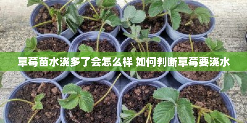 草莓苗水浇多了会怎么样 如何判断草莓要浇水