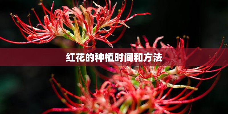 红花的种植时间和方法