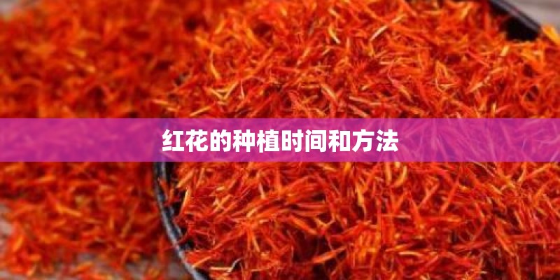 红花的种植时间和方法
