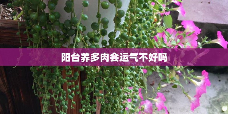 阳台养多肉会运气不好吗
