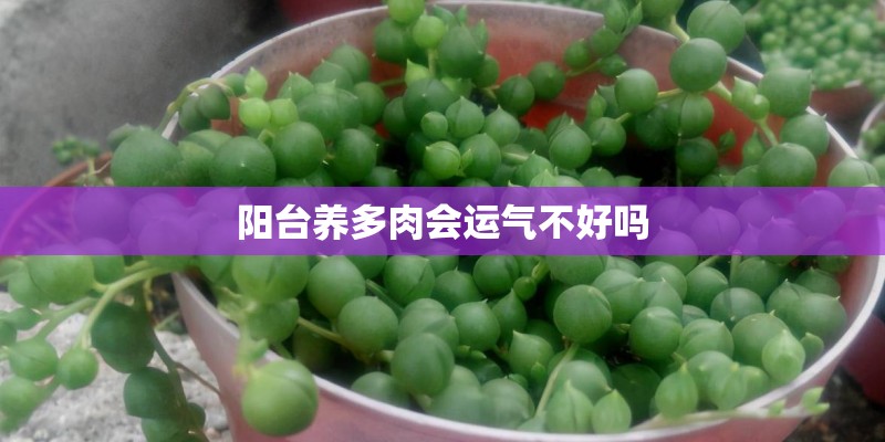 阳台养多肉会运气不好吗
